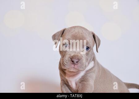 American Pit Bull Terrier Puppy Stock Photo