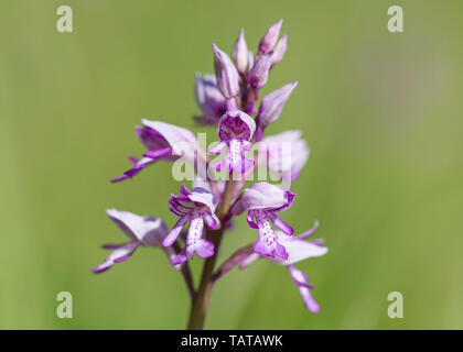 Military Orchid (Orchis militaris), wild flower macro, UK Stock Photo