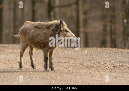 Side view, Profile, Wild boar, mouth open, isolated on white Stock ...