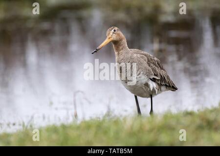 black-tailed godwit Stock Photo