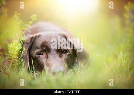 old Labrador Retriever Stock Photo