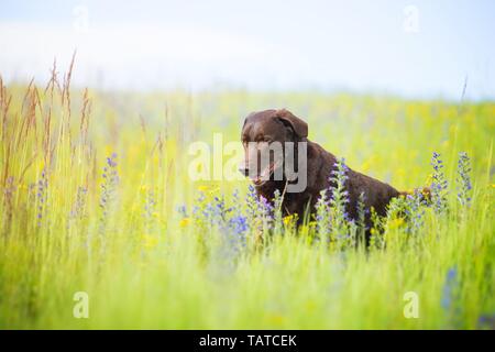 old Labrador Retriever Stock Photo