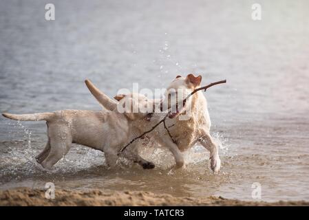 The Young Yellow Labradors At The Sea Stock Photo - Alamy