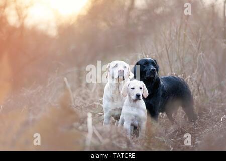 3 Labrador Retriever Stock Photo