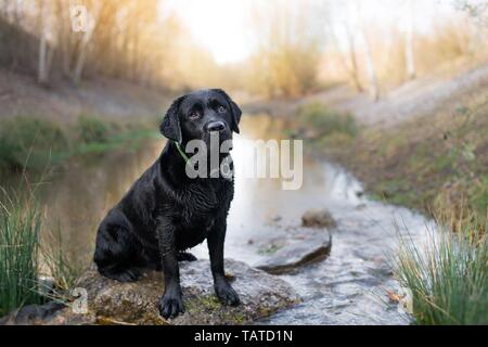 sitting Labrador Retriever Stock Photo