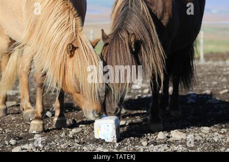 Icelandic Horses Stock Photo