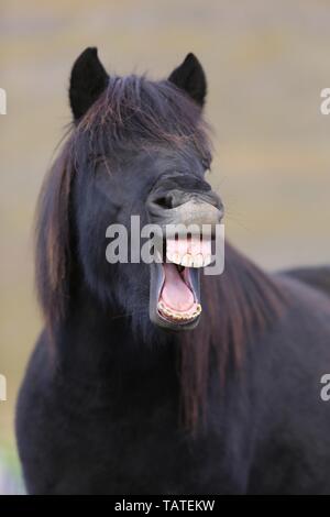Icelandic Horse Portrait Stock Photo