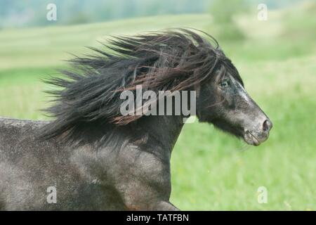 American Miniature Horse Portrait Stock Photo