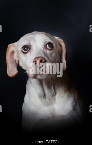 English Pointer Portrait Stock Photo