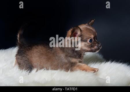 Chihuahua Puppy Stock Photo