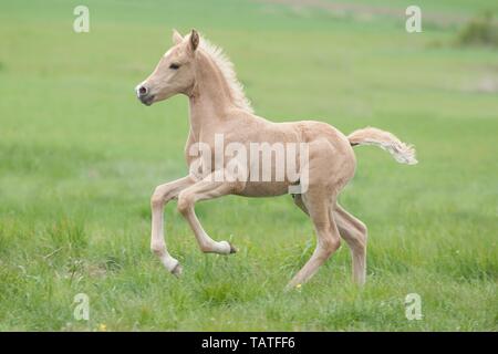 German Riding Pony Foal Stock Photo