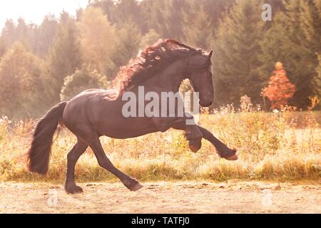 galloping Friesian Horse Stock Photo