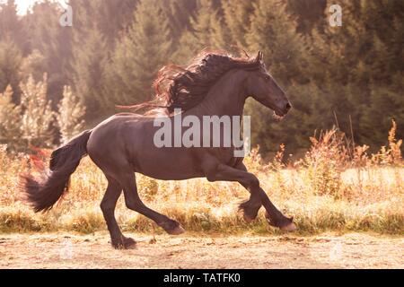 galloping Friesian Horse Stock Photo