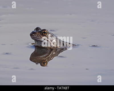 single European common frog (Rana temporaria) with reflection in muddy upland breeding pool in Cumbria, England, UK Stock Photo