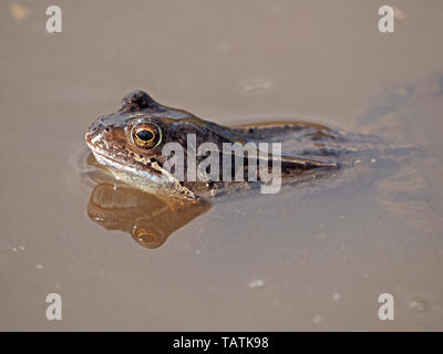 single European common frog (Rana temporaria) with reflection in muddy upland breeding pool in Cumbria, England, UK Stock Photo