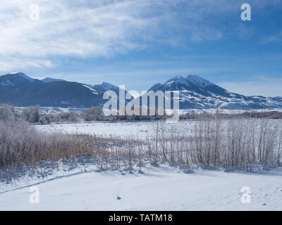 Rural winter scene in Paradise Valley, Montana with dried grasses in the foreground and snowy mountains in the background. Stock Photo