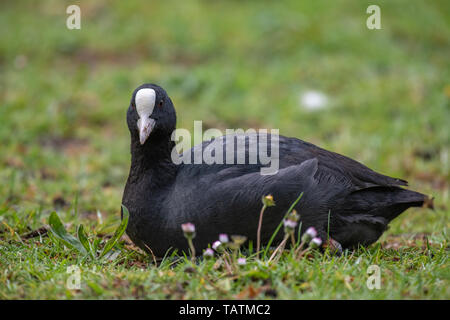 Eurasian coot (Fulica atra) resting on a grass. Stock Photo