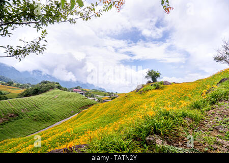 Beautiful orange daylily flower farm on Sixty Rock Mountain (Liushidan mountain) with blue sky and cloud, Fuli, Hualien, Taiwan, close up, copy space Stock Photo