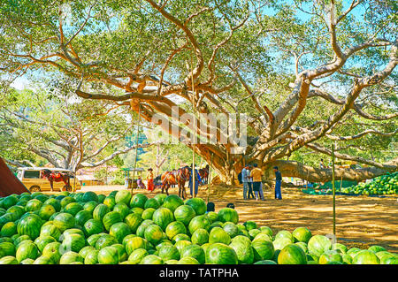 PINDAYA, MYANMAR - FEBRUARY 19, 2018:  The old banyan garden is the perfect place to choose fresh and tasty watermelon in stall of local farmers marke Stock Photo