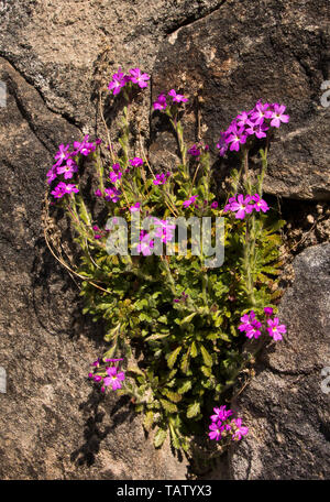 Flowers growing out of a stone garden wall Stock Photo - Alamy
