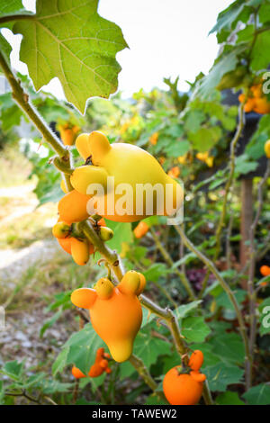 Titty nipple fruit yellow eggplant on tree in the garden / Solanum mammosum Thorny Popolo Stock Photo