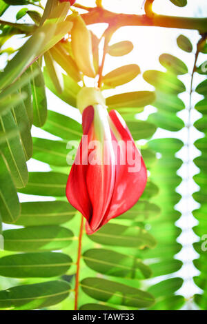 Red agasta flower on tree in the garden / Other names Sesban agasta , Vegetable Humming bird , Butterfly tree Stock Photo