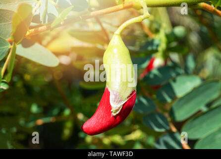 Red agasta flower on tree in the garden / Other names Sesban agasta , Vegetable Humming bird , Butterfly tree Stock Photo