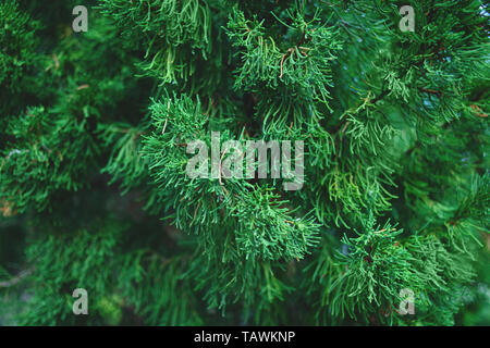Thuja tree branches, thuja occidentalis evergreen coniferous tree. Stock Photo