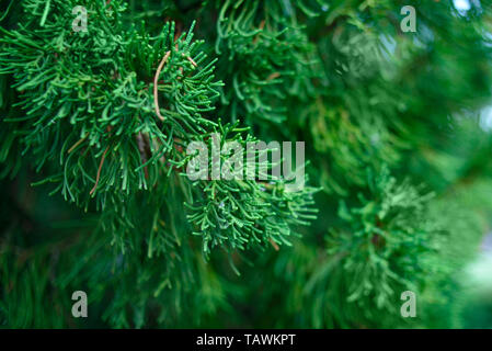 Thuja tree branches, thuja occidentalis evergreen coniferous tree. Stock Photo