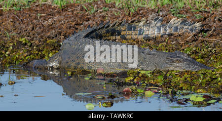 Large saltwater crocodile resting on the bank at Yellow Waters billabong, Kakadu, Northern Territory, Australia Stock Photo