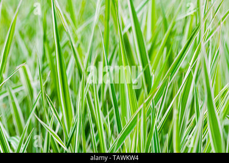 Green and white Phalaris arundinacea leaves, also known as reed canary grass and gardener's garters, growing in a park at the beginning of spring, in  Stock Photo