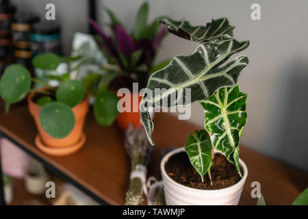 Alocasia plants. Stylish green plant in ceramic pots on wooden stand on background of gray wall. Modern room decor. sansevieria plants Stock Photo