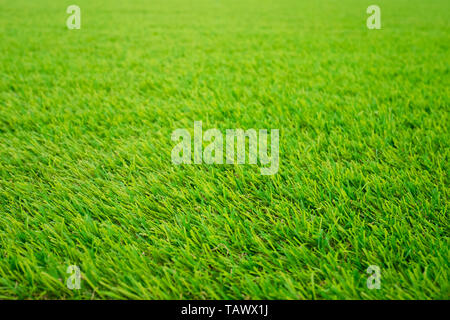 green grass background texture pattern Stock Photo