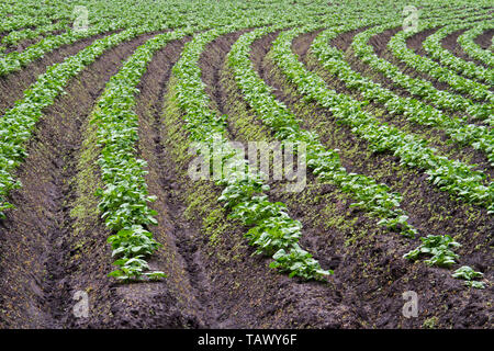 Young Potato crop on a pattern of curved ridges and furrows in a humic sandy field Stock Photo