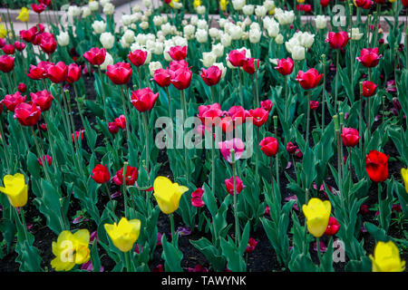 Tulips in the flower bed of the city square. Stock Photo