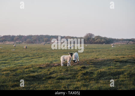 View of farm animals in the distance in an open field during blue hour in Norfolk, England, UK, selective focus. Stock Photo