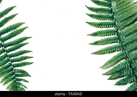 Summer composition. Tropical fern leaves on white background. Summer concept. Flat lay, top view, copy space Stock Photo
