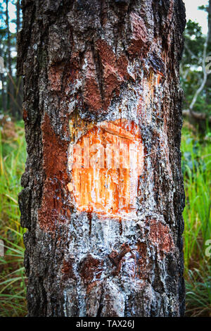 Amber pine resin natural / extraction turpentine form trunk and bark tree in the nature pine forest Stock Photo