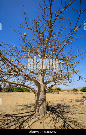 21.02.2019, Fonte Vincente, Boa Vista, Cape Verde Islands - African monkey bread tree, baobab in the oasis Fonts Vincente. 00X190221D043CAROEX.JPG [MO Stock Photo
