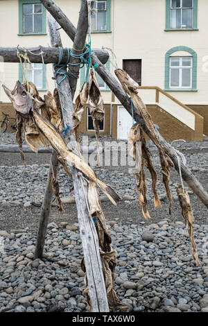 Hvammstangi, Iceland. Old fish on an outdoor drying rack Stock Photo