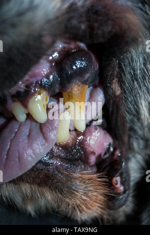 Old dog teeth with tartar Stock Photo