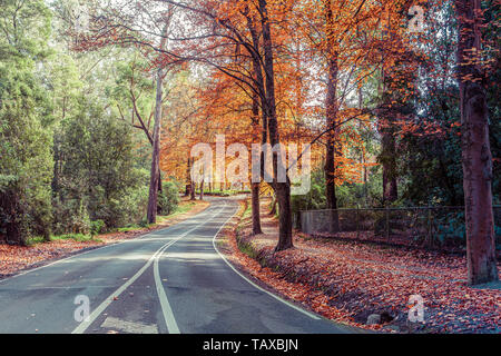 Rural road passing through tall autumn trees in Australia Stock Photo