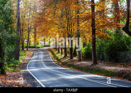 Rural road winding through golden foliage in autumn. Dandenong Ranges, Victoria, Australia Stock Photo