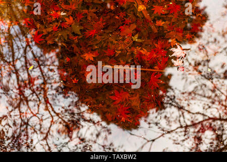 Vivid red maple leafs in the water with reflections and copy space Stock Photo