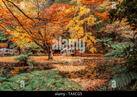 Beautiful autumn in Dandenong Ranges, Melbourne Australia Stock Photo