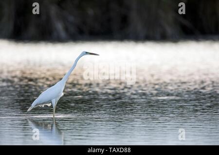 great white egret Stock Photo