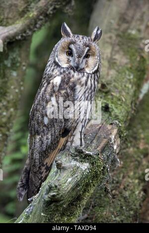 northern long-eared owl Stock Photo