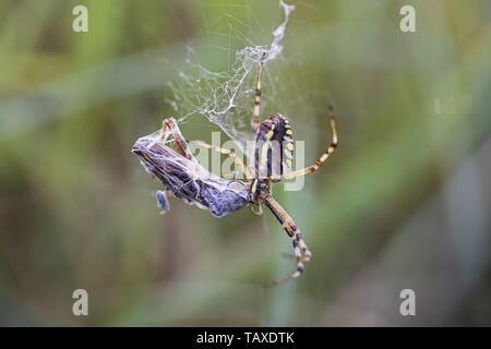 spider eats a wasp Stock Photo - Alamy