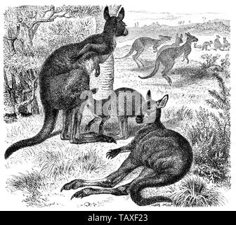 Eastern Grey Kangaroo, Historische, zeichnerische Darstellung, Riesenkänguru (Macropus giganteus), Beutelsäuger oder Beuteltiere (Metatheria oder Marsupialia), 19. Jahrhundert Stock Photo