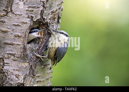 Eurasian nuthatch Stock Photo